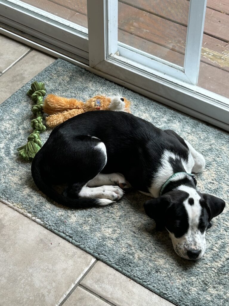 A black and white puppy lies on a rug in front of a sliding door.