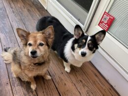 Two dogs stand on a deck in front of a sliding door. The dog on the left is brown in color, the one on the right is black and white. A Pet Alert sign for fire safety is on the door to the house.