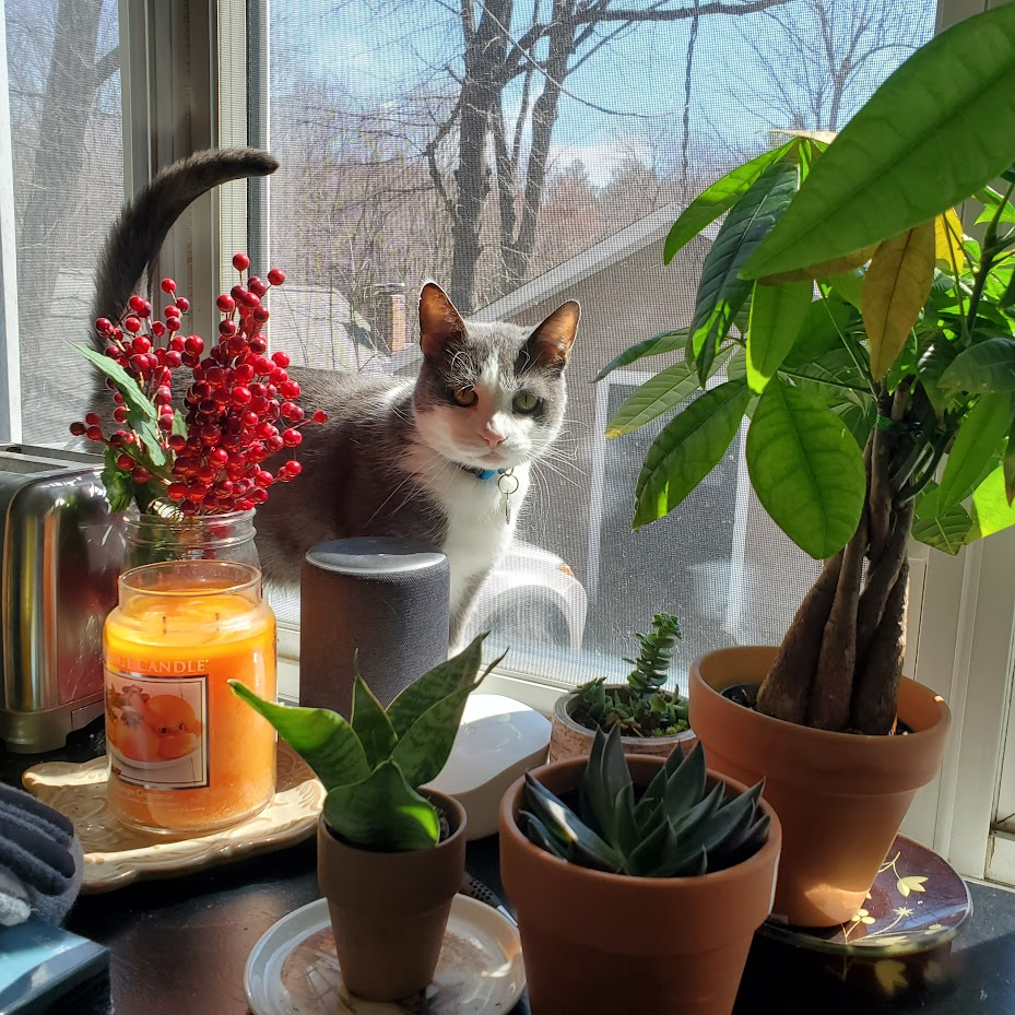 A gray and white cat stands on a table with plants and an orange candle.