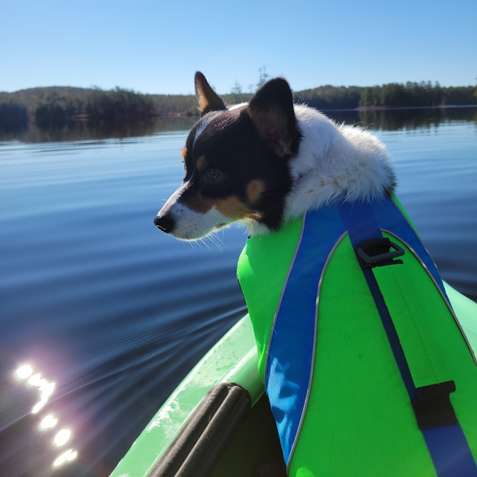A Black, brown and white dog stands in a kayak in the middle of a body of water while wearing a green and blue life jacket.