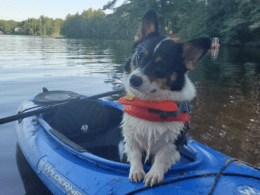 A black, brown and white Corgi stands up in a blue kayak, the pet is safe, wearing an orange life jacket. The kayak appears to be in a lake.