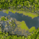 An overview of a pond with a lot of what looks like harmful algae blooms like Cyanobacteria growing in it. There are trees surrounding the pond.