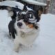 Pembroke Welsh Corgi dog in snow wearing canine goggles
