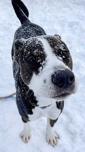 A black and white dog stands in the snow.